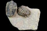 Two Associated Crotalocephalina Trilobites - Foum Zguid, Morocco #125472-2